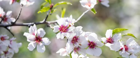 Foto de Esta foto de cerca muestra un árbol adornado con flores blancas, proporcionando una vista detallada de su belleza. Flores de almendra al aire libre. - Imagen libre de derechos