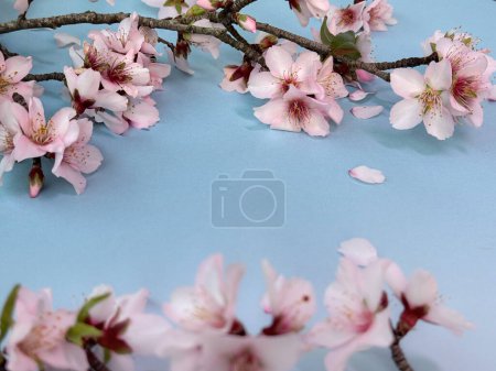 Photo for Blue background with blossoming pink almond flowers both in focus and blurred. - Royalty Free Image