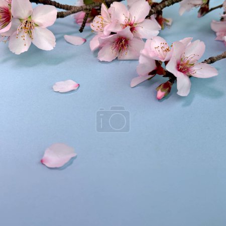 Photo for Square blue background bursts with blossoming almond flowers. Copy space for your message. Perfect for fresh, joyful greetings. - Royalty Free Image