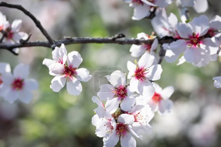 Foto de Una vista detallada de un árbol mostrando sus flores blancas y rojas en claro foco en medio del follaje verde. Flores de almendra al aire libre. - Imagen libre de derechos