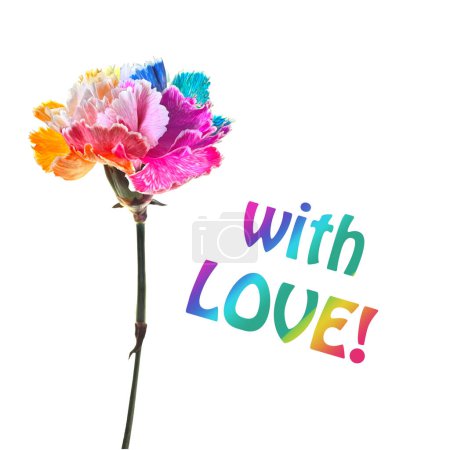 Téléchargez les photos : Une photo en gros plan d'un oeillet vibrant de couleur arc-en-ciel avec les mots With Love écrits sur ses pétales. - en image libre de droit