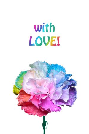 Téléchargez les photos : Une oeillet vibrante et colorée d'arc-en-ciel avec les mots sincères avec l'amour affichés bien en évidence. - en image libre de droit
