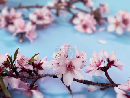 Foto de Fondo azul con flores de almendras rosadas florecientes tanto en foco como borrosas. - Imagen libre de derechos