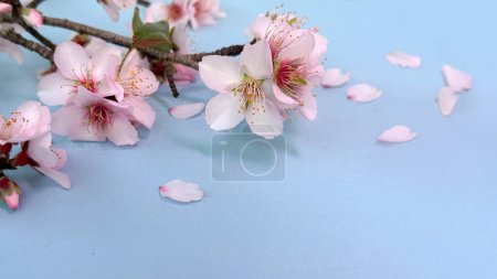Photo for Blue background with blossoming almond flowers. Copy space for your short message. Perfect for fresh, joyful greetings. - Royalty Free Image