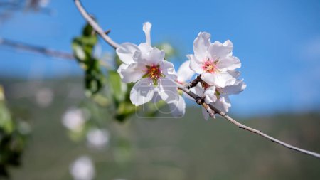 Photo for This photo features a detailed view of a flower as it blooms on a branch of a tree. Almond flowers outdoors. - Royalty Free Image