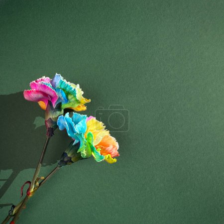 Two rainbow colored carnation flowers with a rainbow ribbon on green paper background with copy-space, symbolizing freedom, peace, and LGBTQ pride.