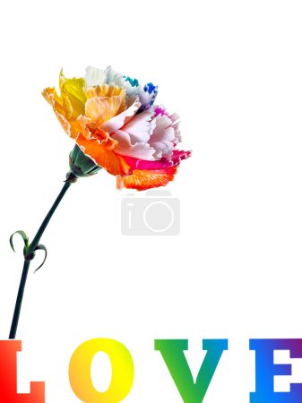 Photo for A vibrant, multi-colored carnation with the word love prominently added to white background, celebrating love and inclusivity in the LGBTQ community. - Royalty Free Image
