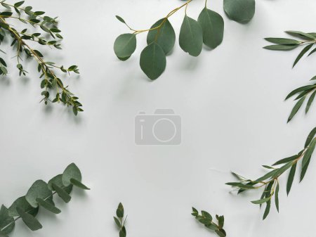 Téléchargez les photos : Fond blanc avec eucalyptus et diverses brindilles persistantes, vue aérienne. - en image libre de droit