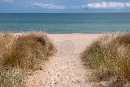 Photo for A sandy path lined with spring flowers leads to the ocean on a sunny day. Romantic shores of Baltic sea. - Royalty Free Image