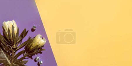 Protea cynaroides, also called the king protea flowers on colored purple and yellow paper background. Copy-space, place for text