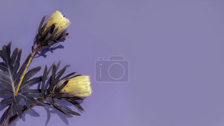 Protea cynaroides, also called the king protea flowers on colored purple paper background. Copy-space, place for text