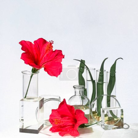 Frascos de vidrio, platos, podios y tubos de ensayo rellenos de flores de hibisco rojo y hojas de helecho sobre fondo blanco