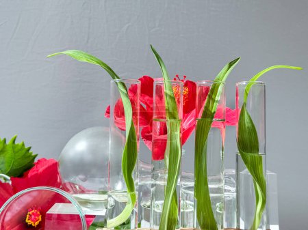 Una mesa blanca que muestra botellas de vidrio, platos, podios y tubos de ensayo llenos de vibrantes flores de hibisco rojo y hojas sobre fondo gris.