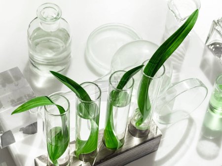 Tubos de ensayo de vidrio llenos de largas hojas verdes en un soporte con frascos de vidrio y placas detrás sobre fondo blanco.
