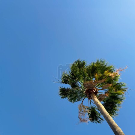 Photo for Vibrant Blue Sky Over Single Tall Palm Tree in Tropical Setting. - Royalty Free Image