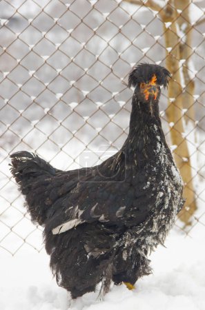 Photo for Black chicken on a blurred snowy background. - Royalty Free Image