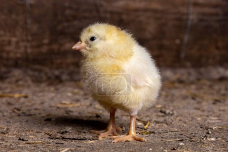 Téléchargez les photos : Petits poulets dans une ferme avicole - en image libre de droit