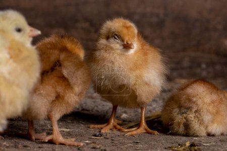 Téléchargez les photos : Petits poulets dans une ferme avicole - en image libre de droit