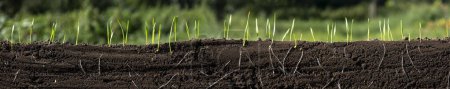 Young shoots of wheat with roots. Blurred background