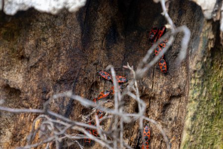 Red spring beetles on an old tree.