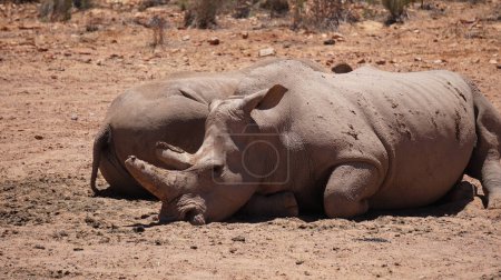 Téléchargez les photos : Rhinocéros blanc et veau dormant dans la boue et le soleil Afrique du Sud Cinq grands africains mettent en danger les animaux - en image libre de droit