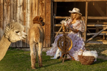 Téléchargez les photos : Belle jeune femme heureuse faisant de la laine d'alpaga accompagnée d'alpagas mignons au ranch d'alpaga. Jolie fille avec des alpagas. - en image libre de droit