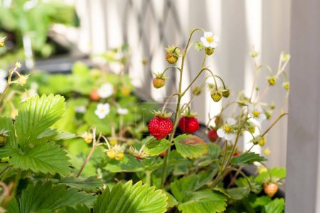 Reife rote Bio-Beeren und Blüten der alpinen Erdbeerpflanze, die an einem sonnigen Sommerfrühlingstag in einem Topf im Stadtgarten wachsen..