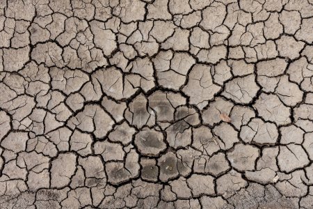 Foto de Textura de tierra seca agrietada debido a la ausencia de lluvias y sequías
. - Imagen libre de derechos