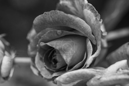 Angle Front view Black and white close up closed rose on plant . High quality photo