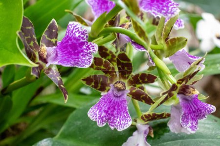 Téléchargez les photos : De belles orchidées vivent plante pourpre et rouge. Photo de haute qualité - en image libre de droit