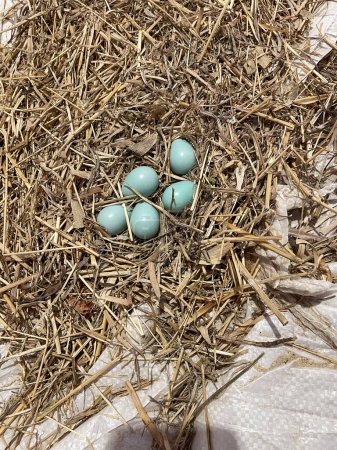 Photo for Birds nest with blue robin eggs left . High quality photo - Royalty Free Image