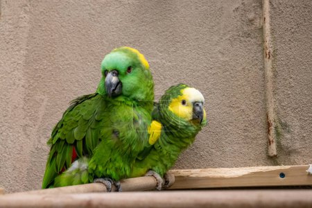 Téléchargez les photos : Blue Green conure oiseaux câlins dans le zoo exposition. Photo de haute qualité - en image libre de droit