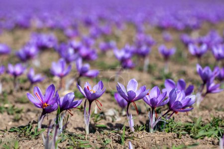Foto de Hermosos campos de flores de azafrán violeta. Crocus sativus planta púrpura en flor en el suelo. Temporada de recolección de cosecha. Enfoque selectivo. primer plano - Imagen libre de derechos