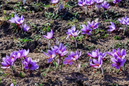 Foto de Hermosos campos de flores de azafrán violeta. Crocus sativus planta púrpura en flor en el suelo. Temporada de recolección de cosecha. Enfoque selectivo. primer plano - Imagen libre de derechos