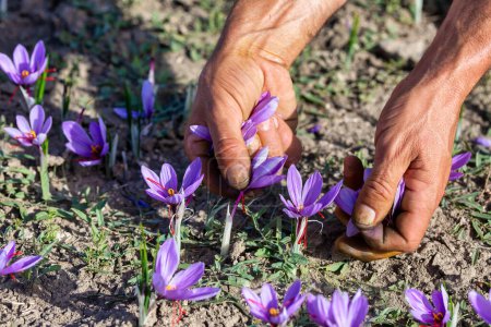Worker harvesting crocus in a saffron field at autumn, closeup on the hands. Kozani in northern Greece