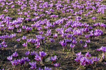 Foto de Otoño campo de flores azafrán. Delicadas flores de azafrán púrpura. Fondo de otoño floral. Belleza en la naturaleza. Kozani en el norte de Grecia - Imagen libre de derechos