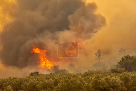 Téléchargez les photos : Incendies de forêt dans la préfecture d'Evros dans le nord de la Grèce lors du plus grand incendie jamais survenu en Europe le 23 août 2023 - en image libre de droit