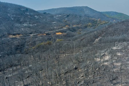 Photo for Aerial view shows a burnt area after a fire in Evros prefecture in northern Greece in the biggest fire ever in Europe on August 23, 2023. Catastrophic effects, environmental disaster - Royalty Free Image