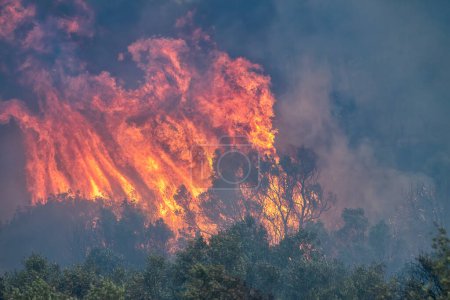 Foto de Incendios forestales en la prefectura de Evros en el norte de Grecia en el incendio más grande de Europa el 23 de agosto de 2023 - Imagen libre de derechos