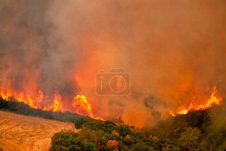 Photo for Forest fires in the prefecture of Evros in northern Greece in the biggest fire ever in Europe on August 23,  2023 - Royalty Free Image