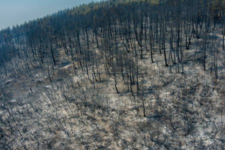 Téléchargez les photos : Vue aérienne montre une zone incendiée après un incendie dans la préfecture d'Evros dans le nord de la Grèce lors du plus grand incendie jamais survenu en Europe le 23 août 2023. Effets catastrophiques, catastrophe environnementale - en image libre de droit