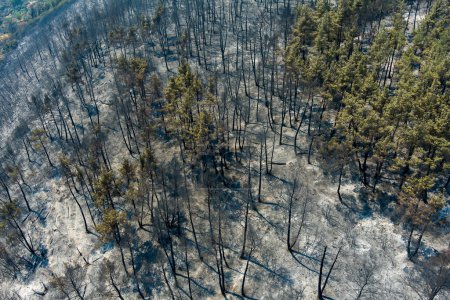 Foto de Vista aérea muestra un área quemada después de un incendio en la prefectura de Evros en el norte de Grecia en el incendio más grande de Europa el 23 de agosto de 2023. Efectos catastróficos, desastre ambiental - Imagen libre de derechos