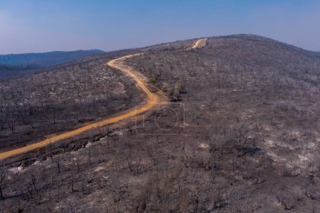 Photo for Aerial view shows a burnt area after a fire in Evros prefecture in northern Greece in the biggest fire ever in Europe on August 23, 2023. Catastrophic effects, environmental disaster - Royalty Free Image