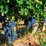Black grapes growing on a vine during harvest.