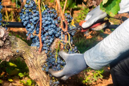 Téléchargez les photos : Gros plan des mains de l'ouvrier coupant les raisins rouges de la vigne pendant la récolte du vin. Raisins prêts pour la récolte. Agriculture raisin ferme - en image libre de droit