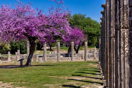 Foto de Olympia Archaeological Site with Beautiful Pink Blooming Flowers, Peloponnese. Países Bajos - Imagen libre de derechos