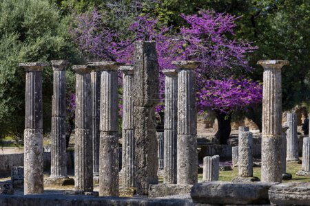 Photo for Olympia Archaeological Site with Beautiful Pink Blooming Flowers, Peloponnese. Greece - Royalty Free Image