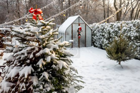 Schöner verschneiter Hof mit Vintage-Gewächshaus und schneebedecktem Weihnachtsbaum. Konzept für Neujahrsferien und Winterzauber