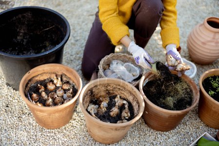 Photo for Woman plants tulip bulbs into clay jugs outdoors, close-up view from above on hands in working gloves - Royalty Free Image