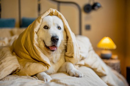 Foto de Portrait of a cute white dog lying in bed covered with blanket at cozy bedroom. Maremma italian shepherd dog at home - Imagen libre de derechos